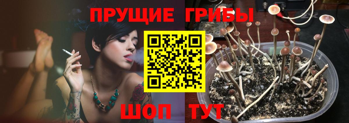 купить   Вход с VPN  Сальск  Псилоцибиновые грибы прущие грибы 